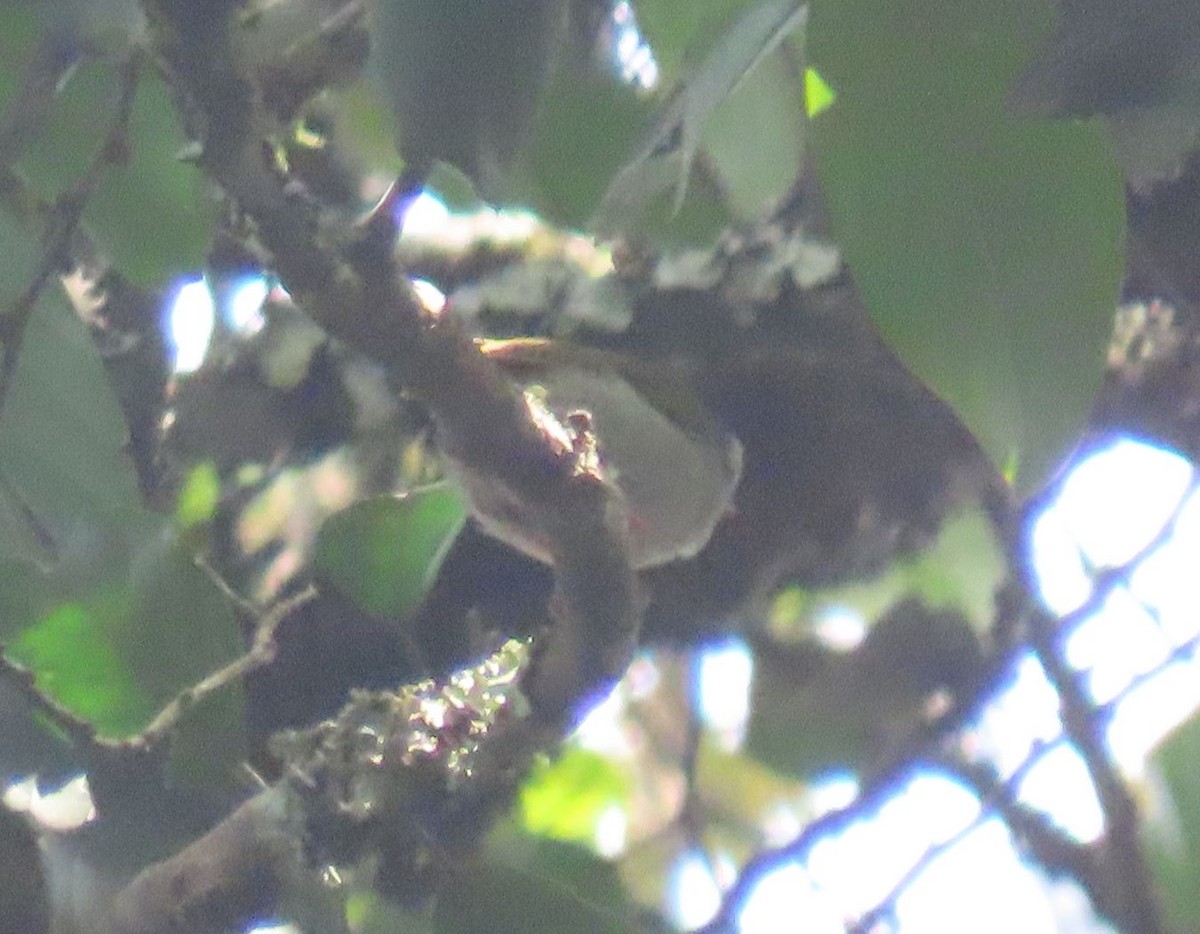 White-browed Crombec - ML628402398