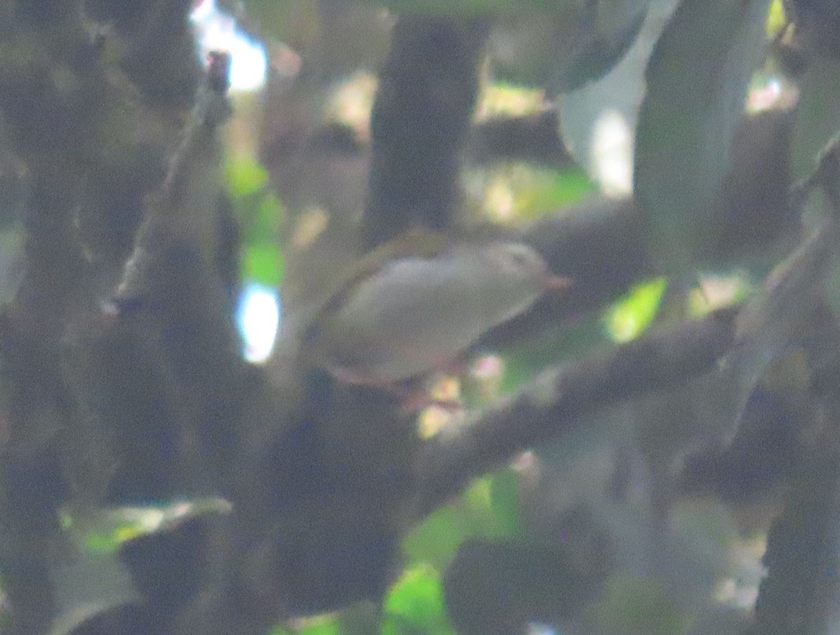 White-browed Crombec - ML628402399