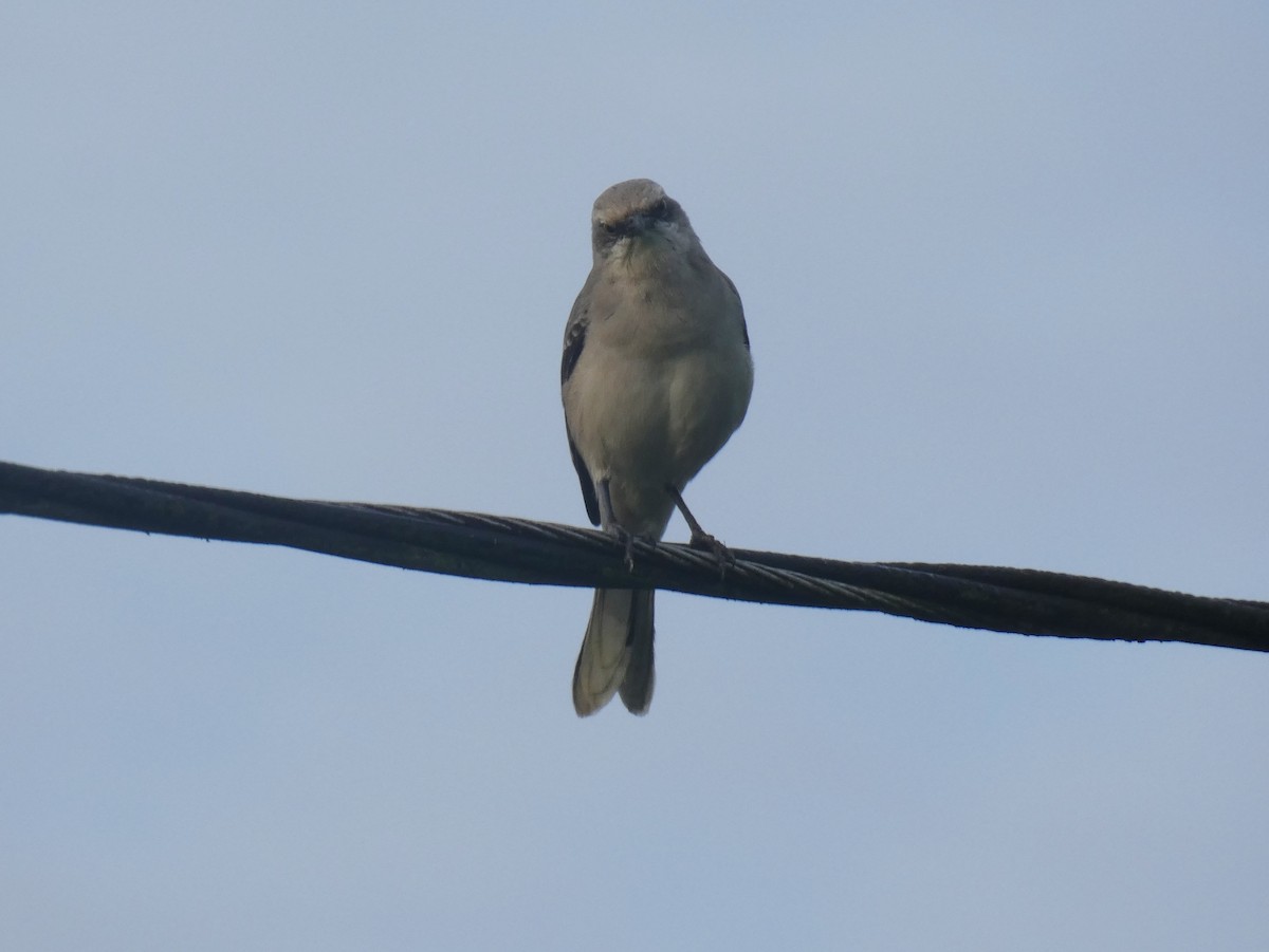 Tropical Mockingbird - ML628402431