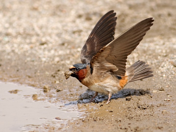 Cliff Swallow - Daniel Mitev