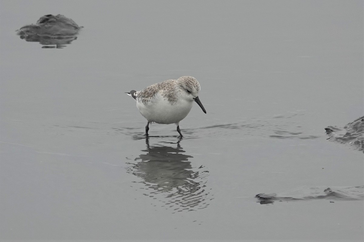 Sanderling - ML628402513