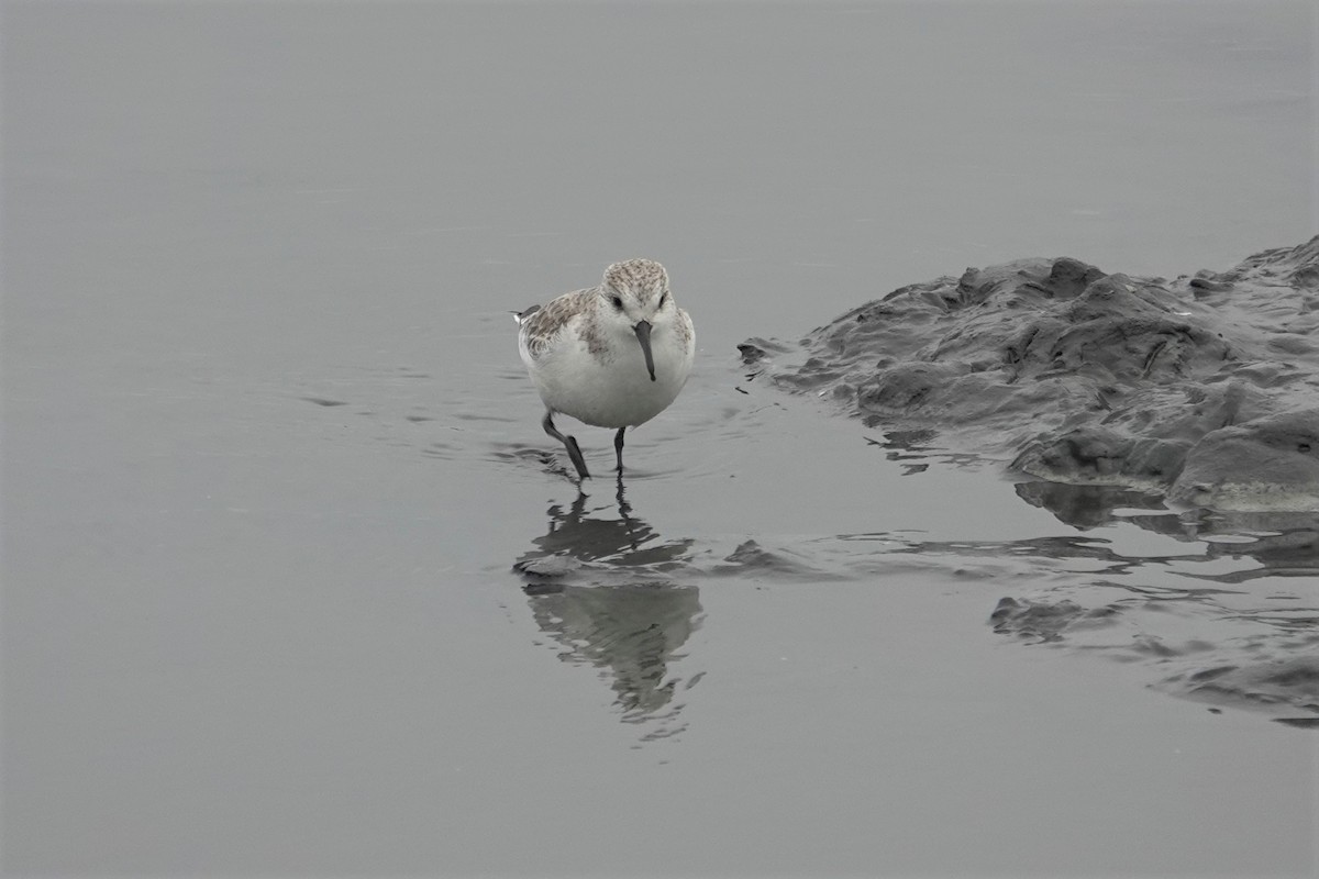 Sanderling - ML628402514
