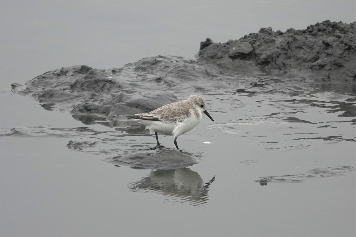 Sanderling - ML628402515