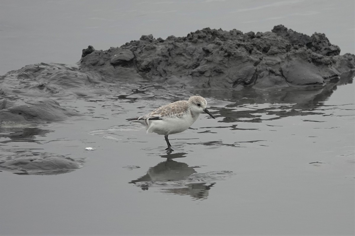 Sanderling - ML628402516