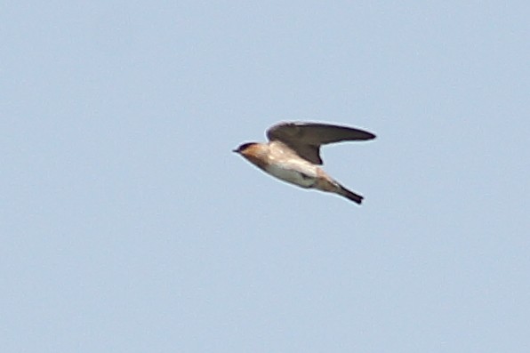 Cave Swallow - ML628402562