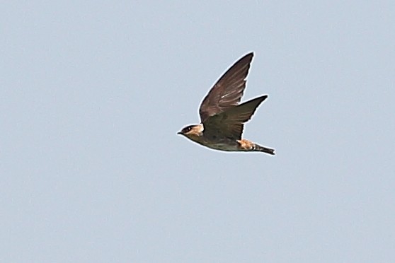 Cave Swallow - ML628402563