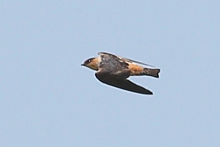 Cave Swallow - ML628402564