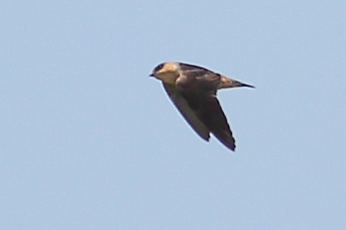 Cave Swallow - ML628402565