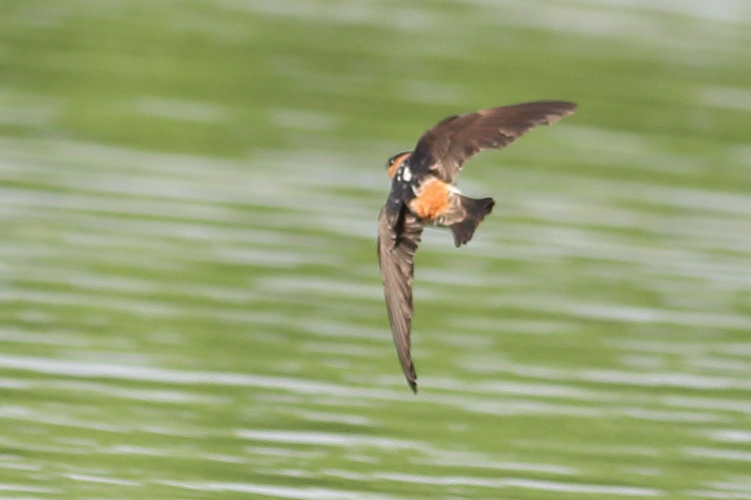 Cave Swallow - ML628402566