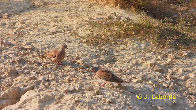 European Turtle-Dove - ML628402589