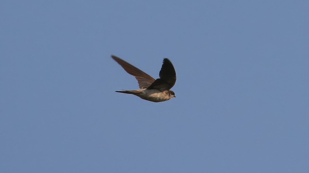 Gray-rumped Swallow - ML628402596