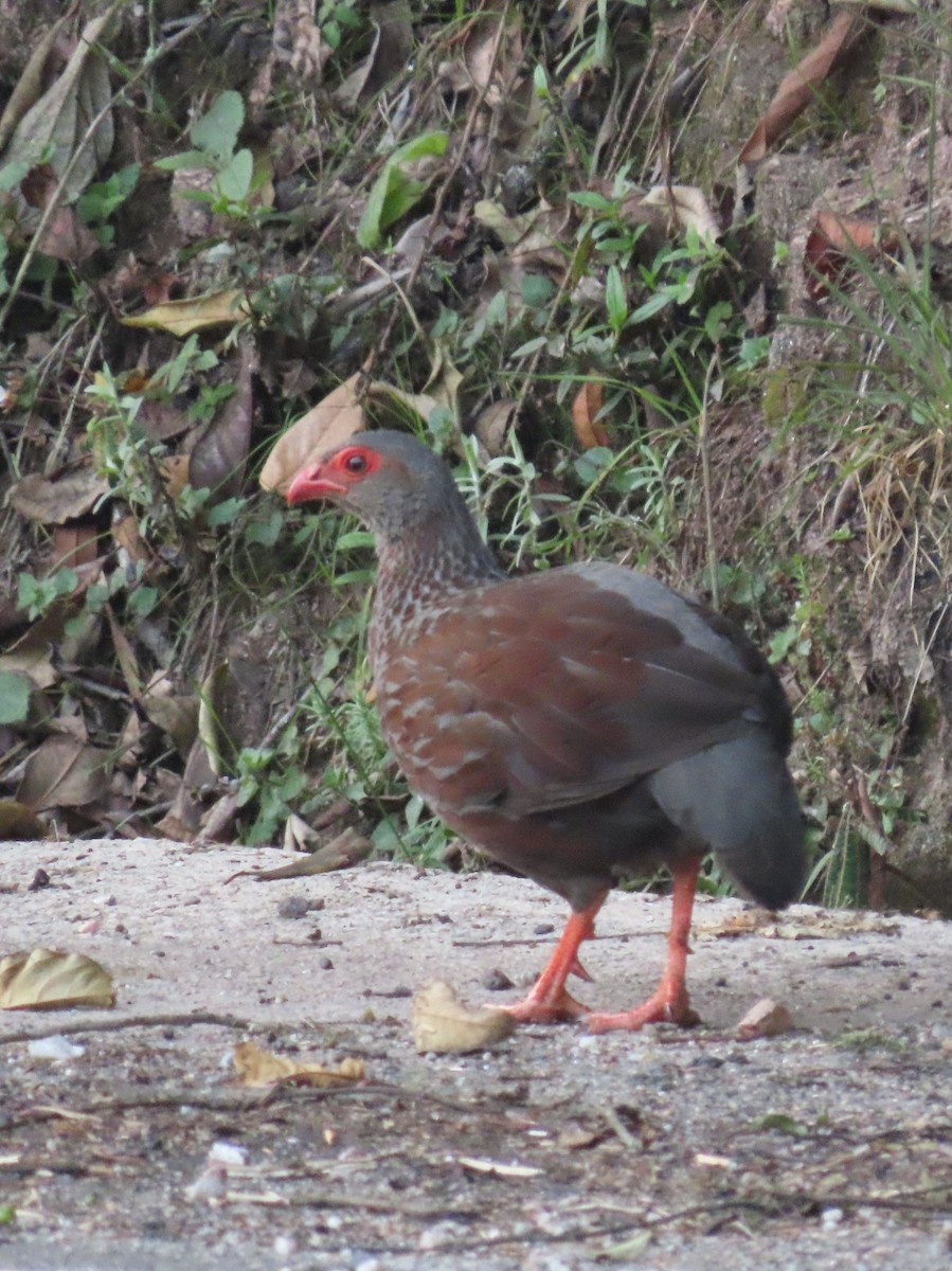 Handsome Spurfowl - ML628402600