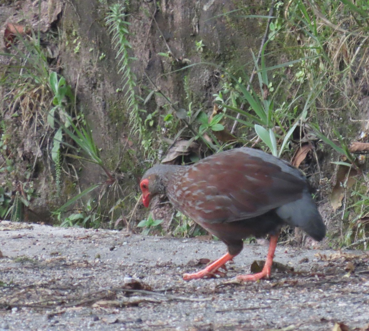Handsome Spurfowl - ML628402601