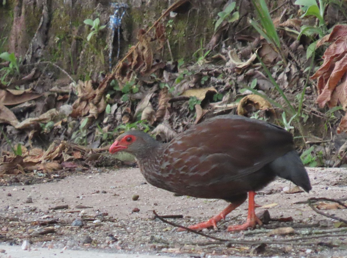 Handsome Spurfowl - ML628402602