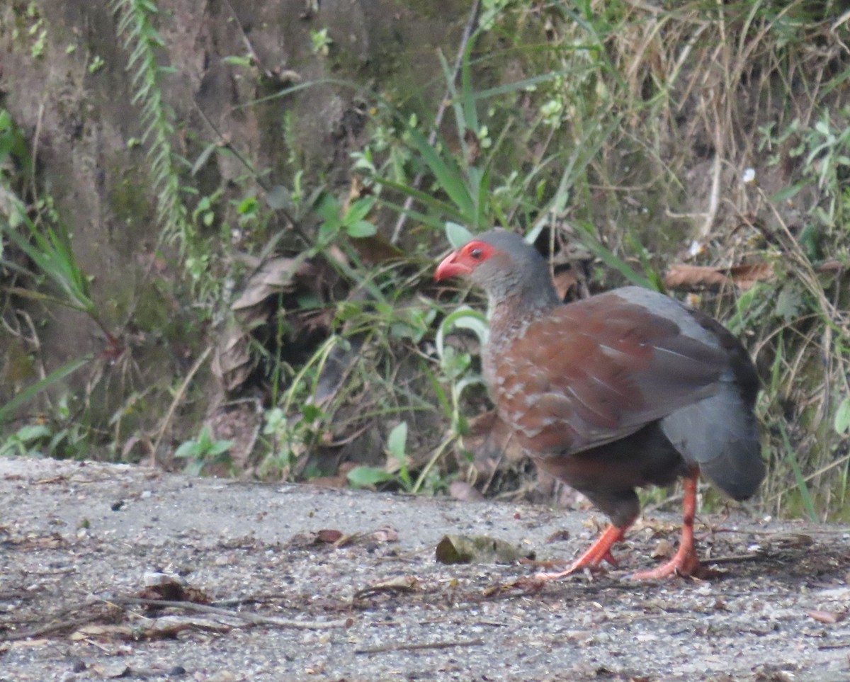 Handsome Spurfowl - ML628402604