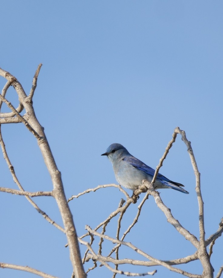 Mountain Bluebird - ML628402659