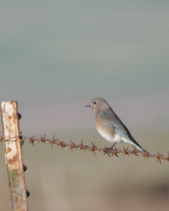 Mountain Bluebird - ML628402660