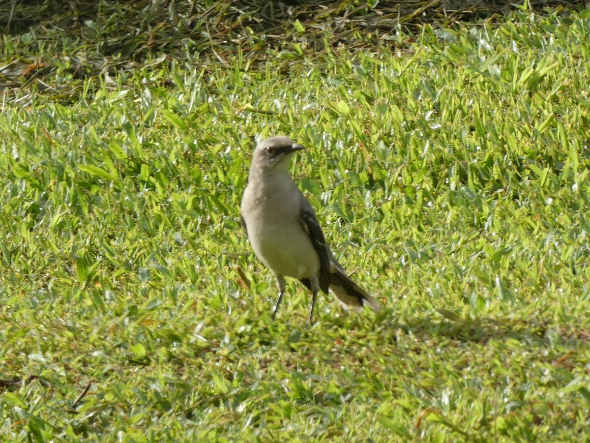 Tropical Mockingbird - ML628402669