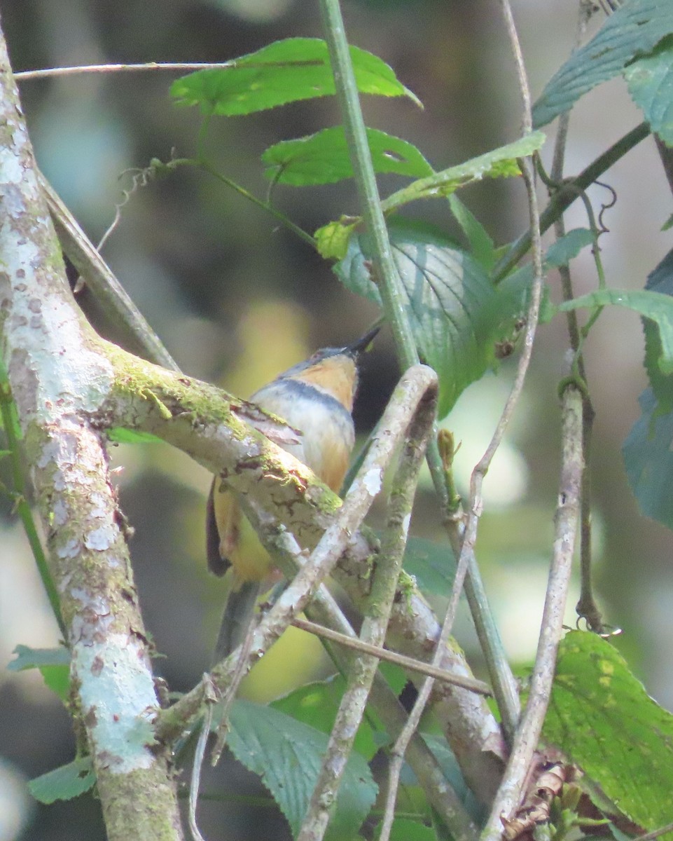 Rwenzori Apalis - ML628402803