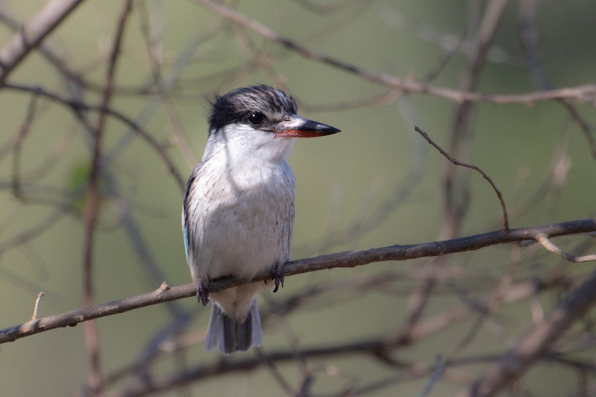 Striped Kingfisher - ML628402957