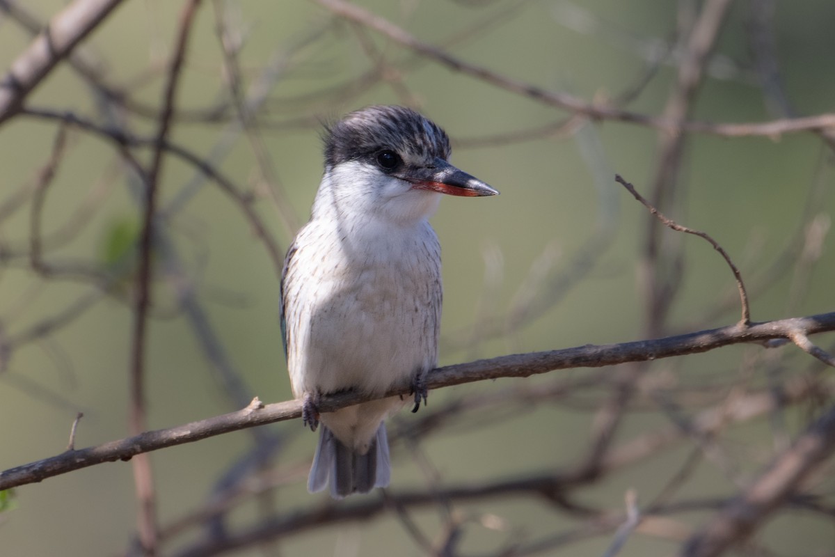 Striped Kingfisher - ML628402958