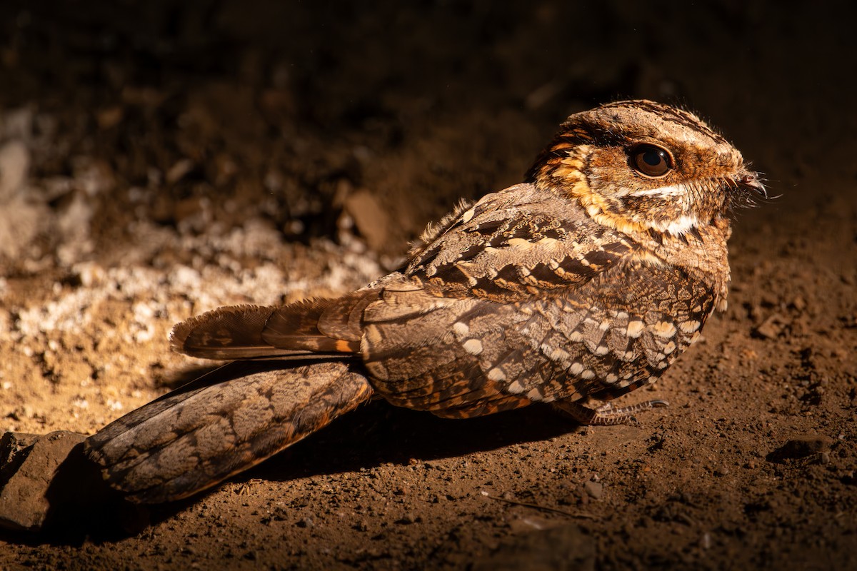 Fiery-necked Nightjar (Fiery-necked) - ML628403013