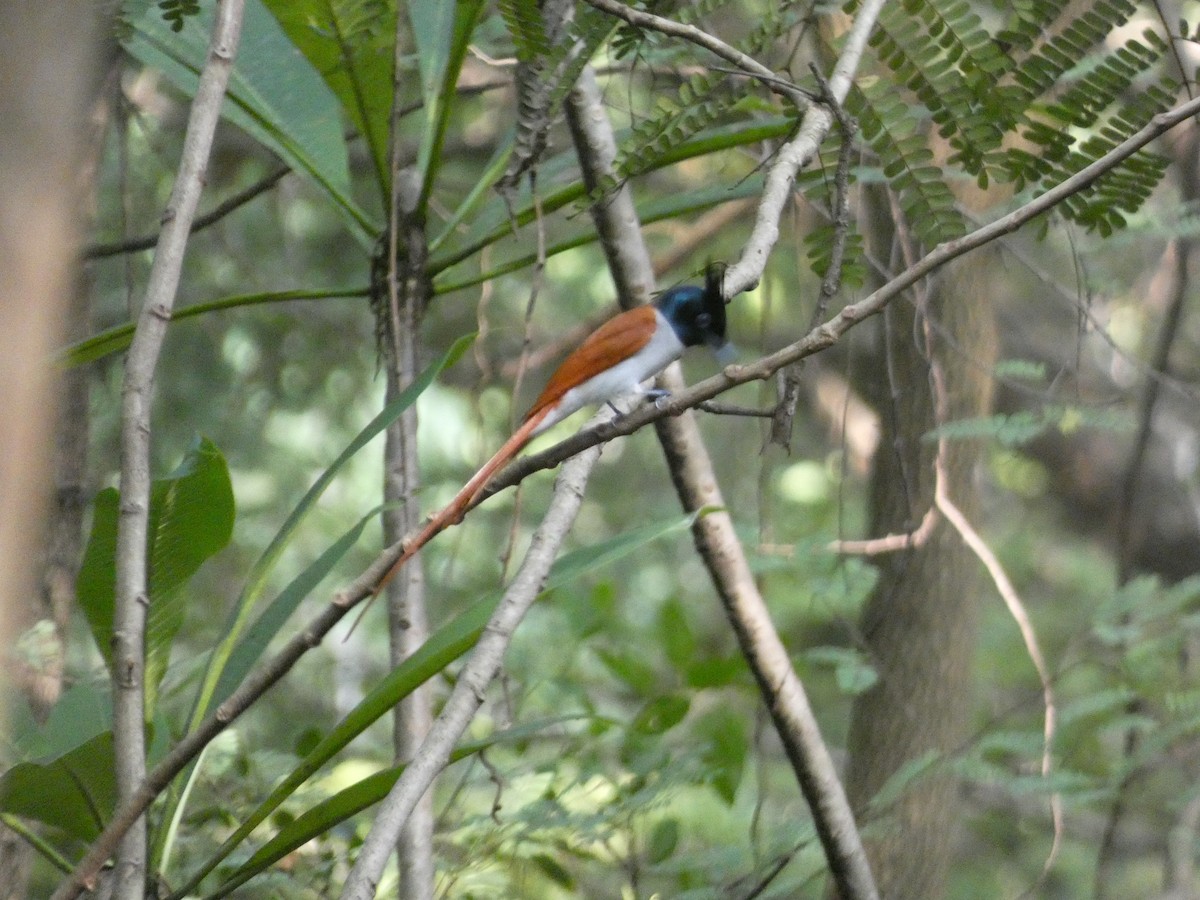 Indian Paradise-Flycatcher - ML628403124
