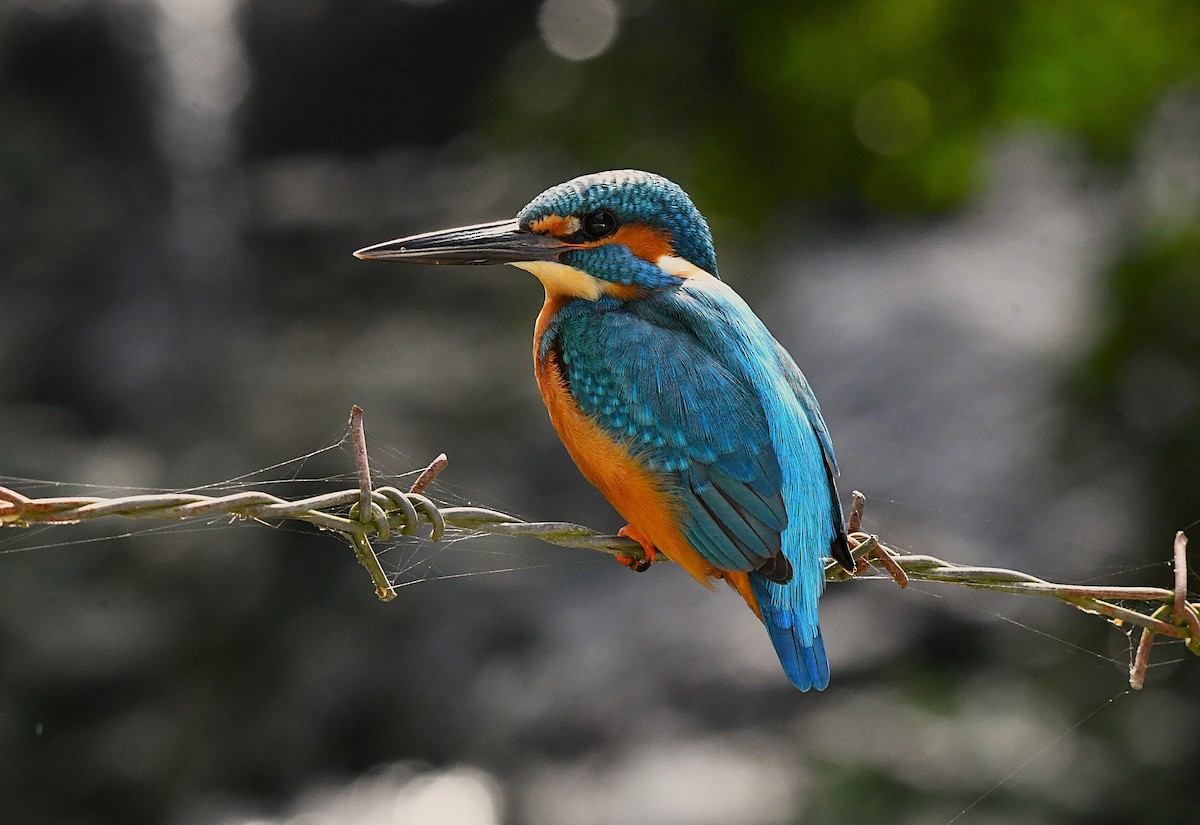 Martin-pêcheur d'Europe - ML628403181