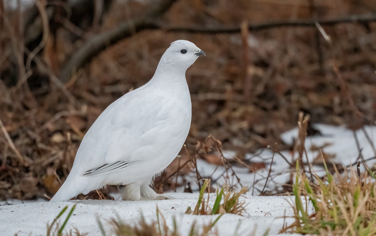 Willow Ptarmigan - Annie Lavoie