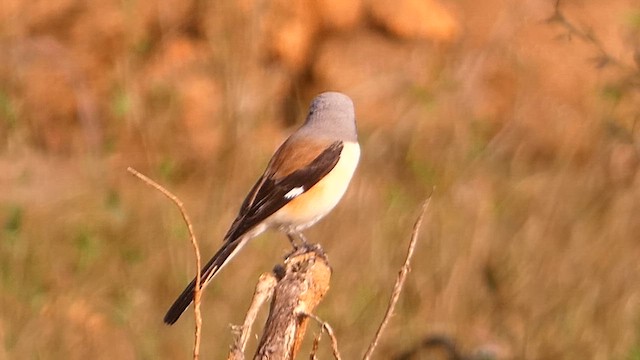 Bay-backed Shrike - ML628403274