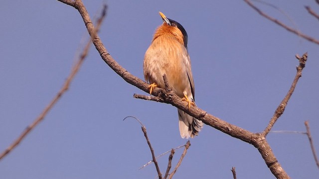 Браминский скворец - ML628403341