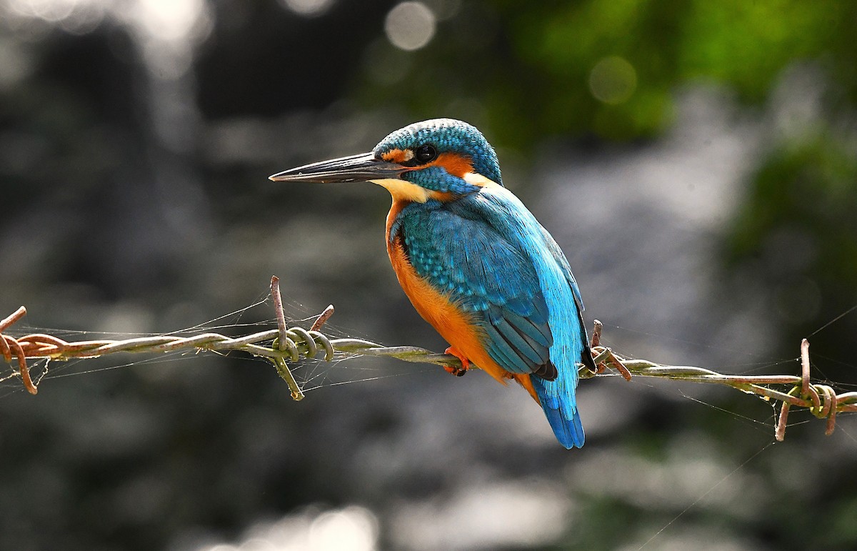 Martin-pêcheur d'Europe - ML628403379