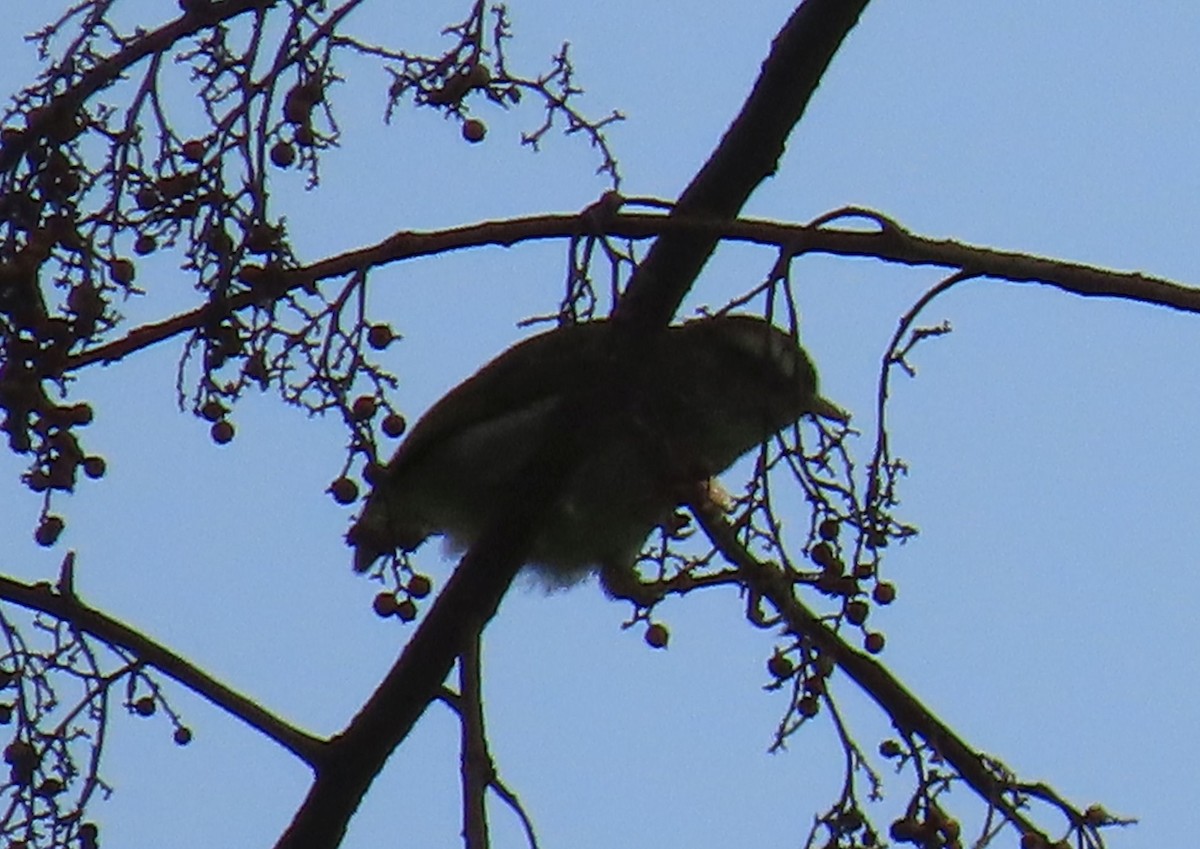 White-browed Crombec - ML628403404