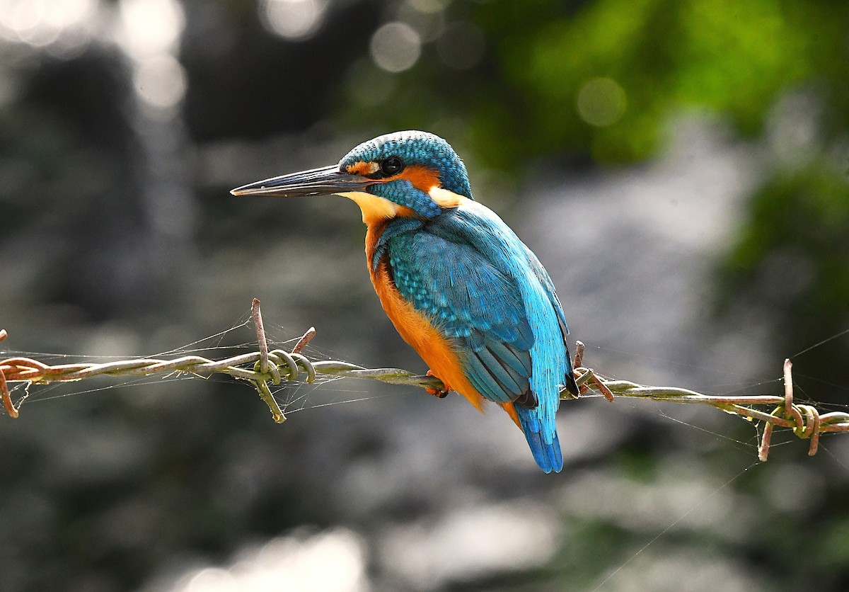 Martin-pêcheur d'Europe - ML628403443