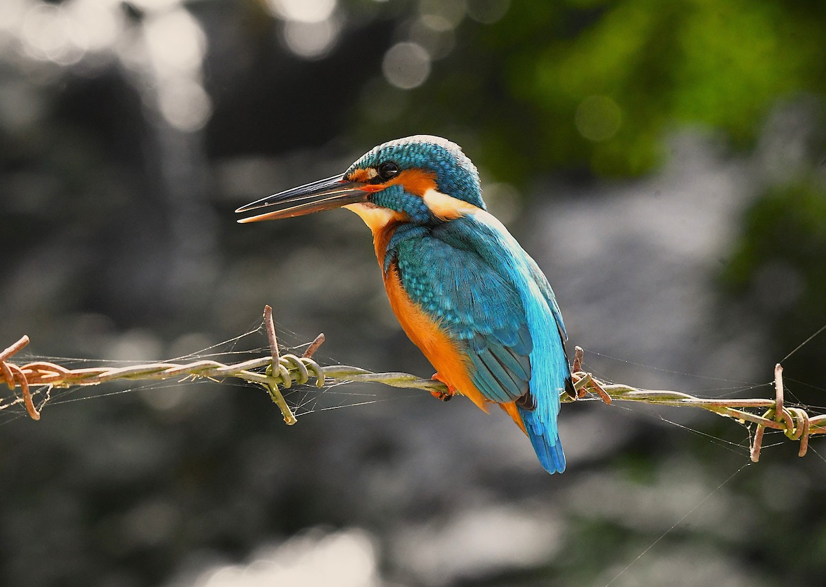 Martin-pêcheur d'Europe - ML628403584