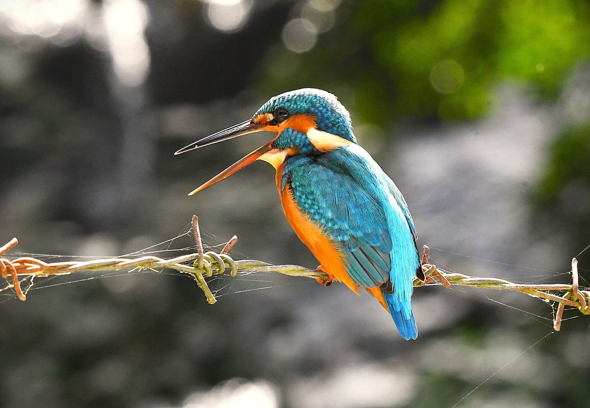 Martin-pêcheur d'Europe - ML628403637