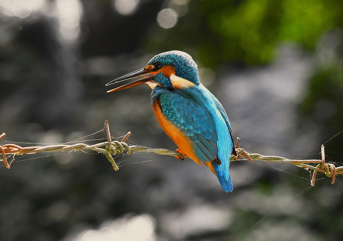 Martin-pêcheur d'Europe - ML628403660