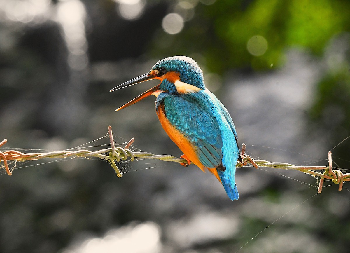 Martin-pêcheur d'Europe - ML628403699