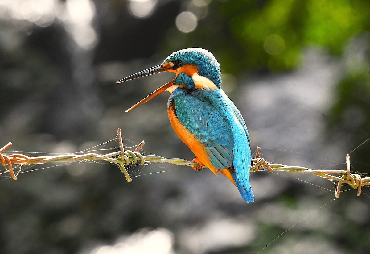 Martin-pêcheur d'Europe - ML628403732