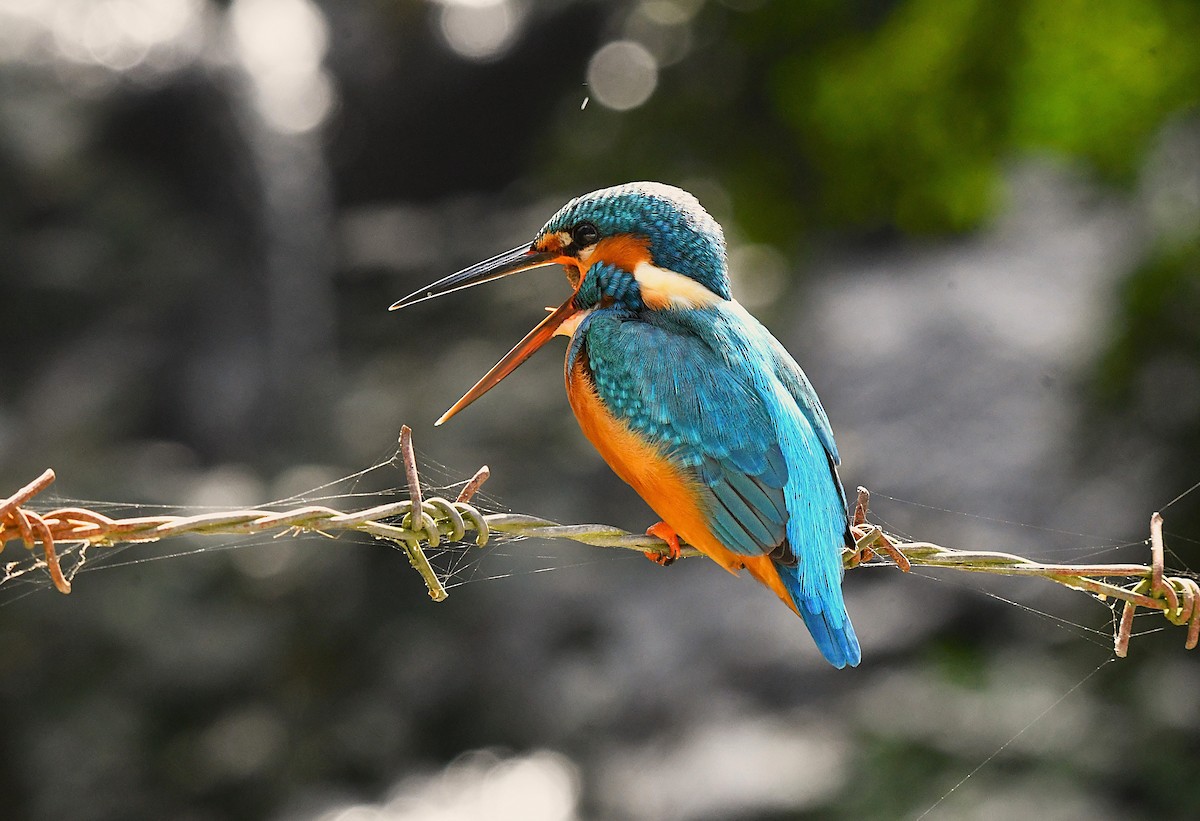 Martin-pêcheur d'Europe - ML628403797