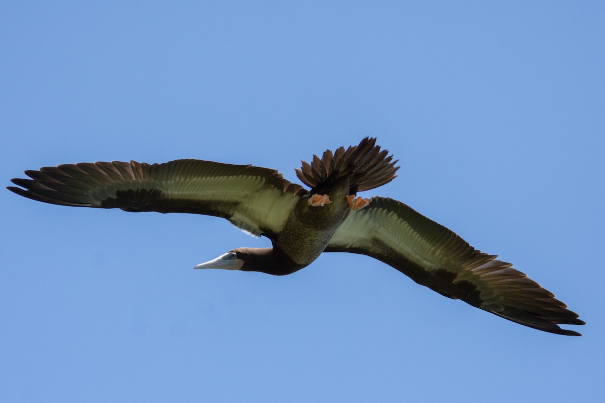 Brown Booby - ML628403828