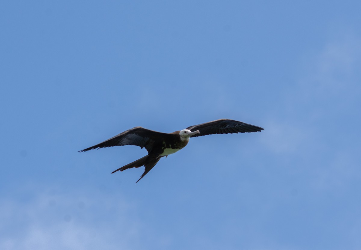 Great Frigatebird - ML628403838