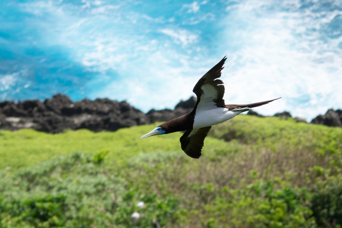 Brown Booby - ML628403849