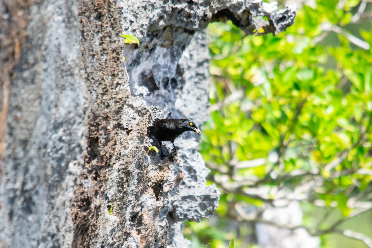 Micronesian Starling - ML628403865