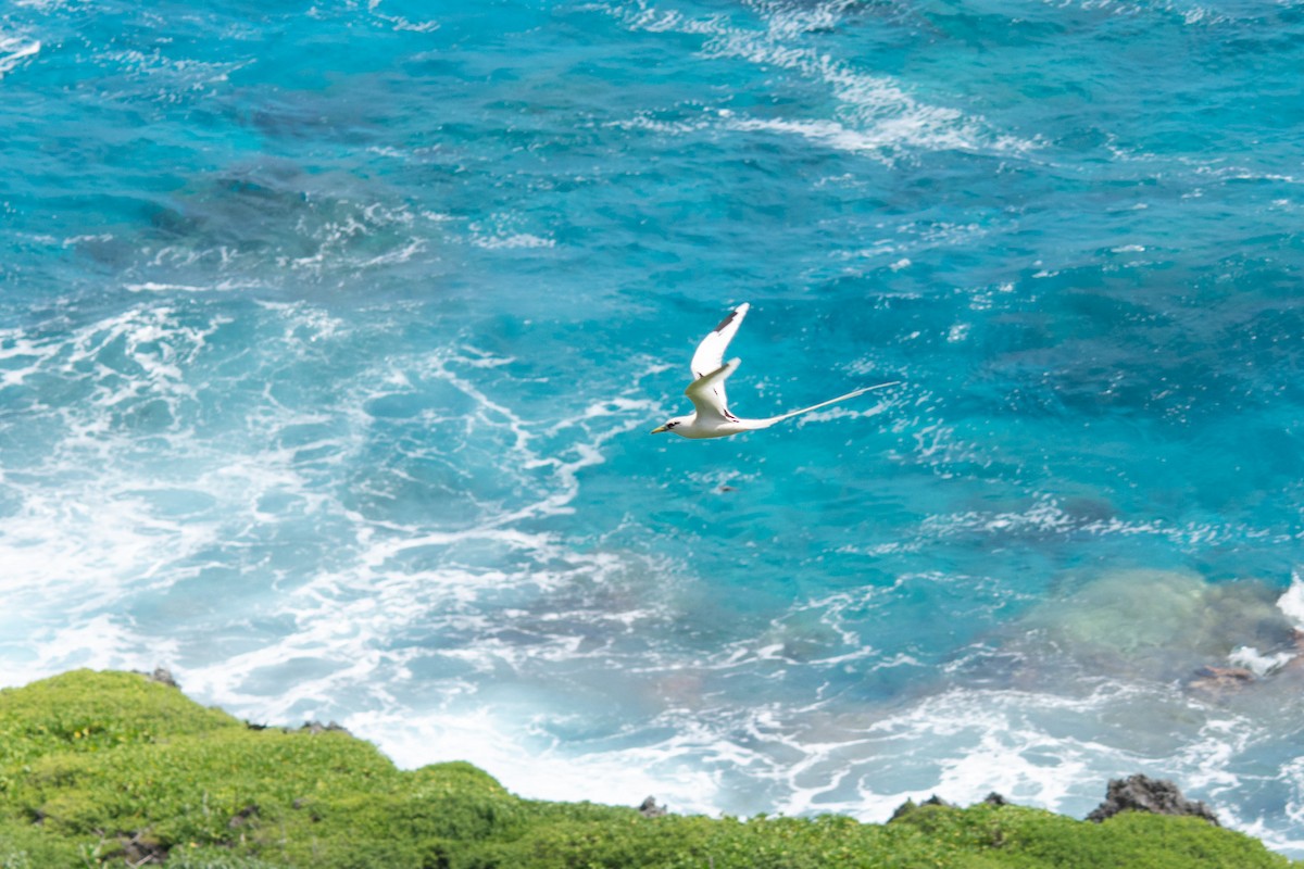 White-tailed Tropicbird - ML628403924