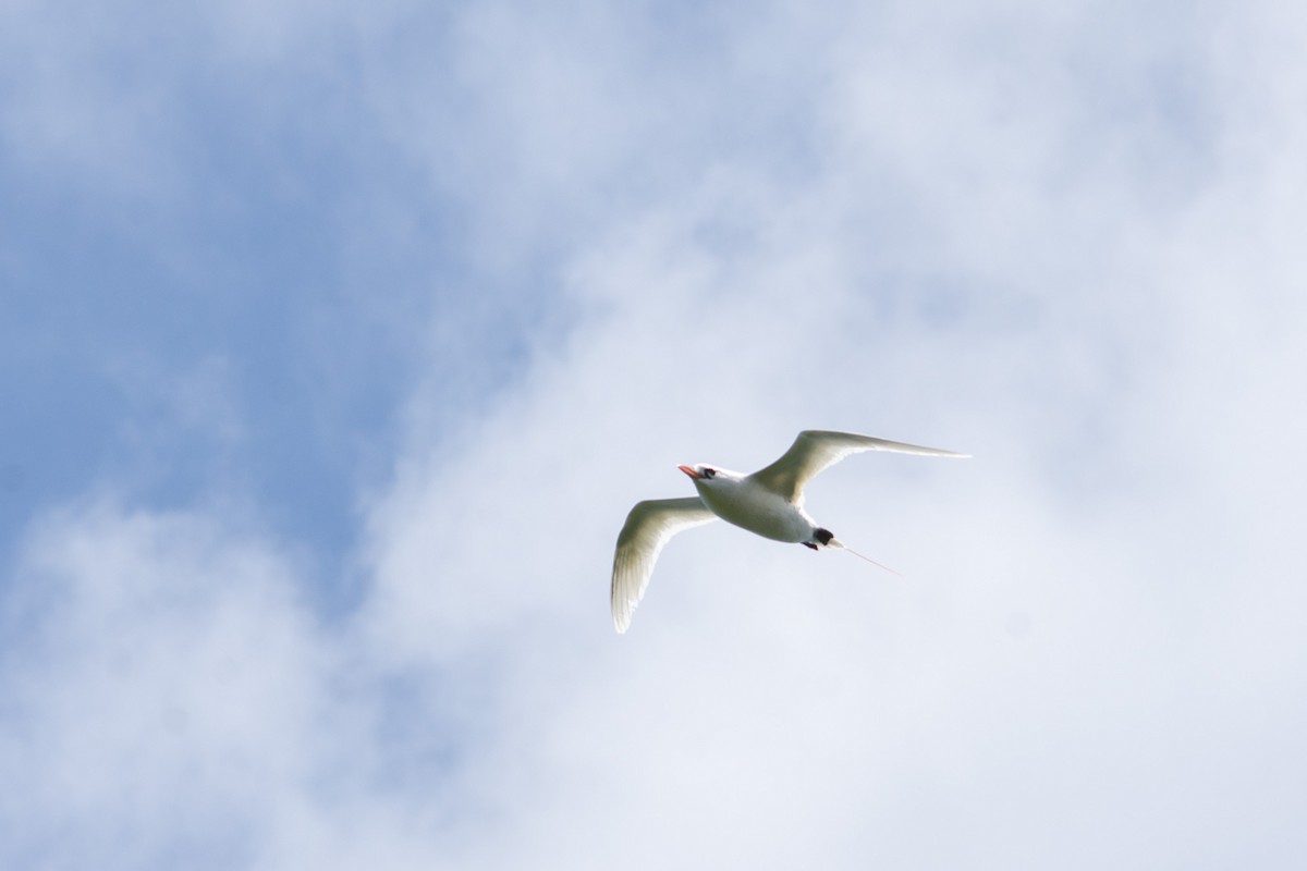 White-tailed Tropicbird - ML628403928