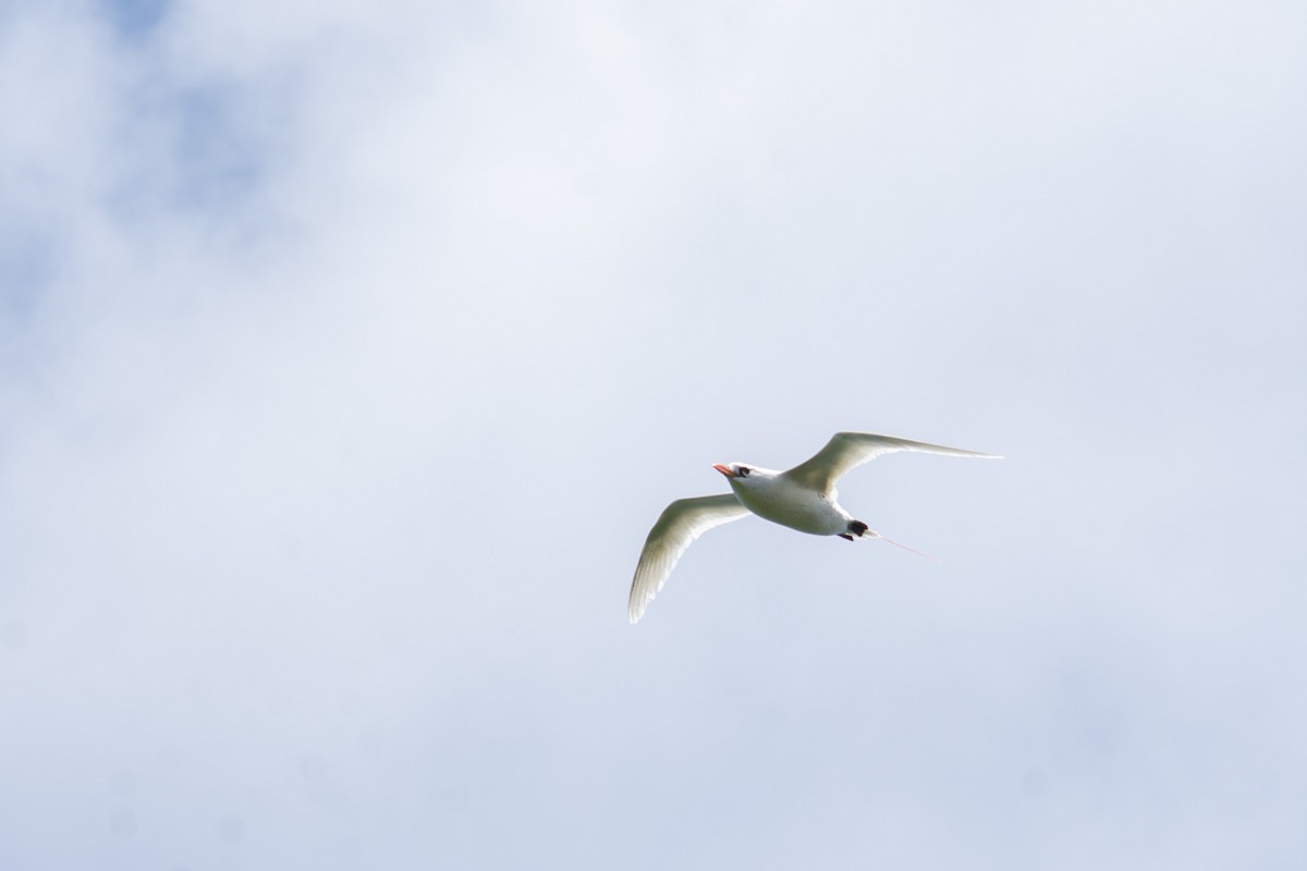 White-tailed Tropicbird - ML628403929