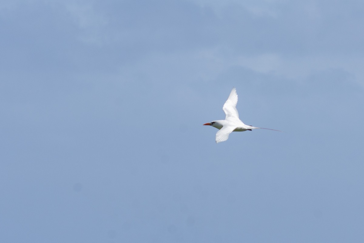 Red-tailed Tropicbird - ML628403936