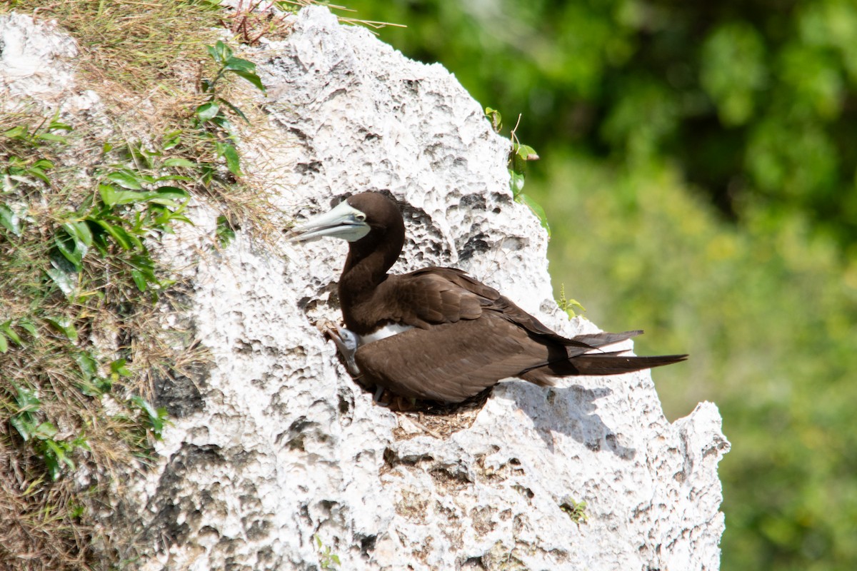 Brown Booby - ML628403975