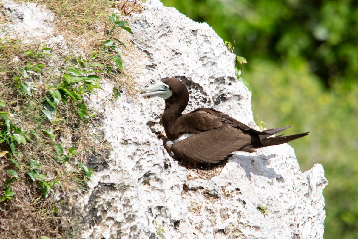 Brown Booby - ML628403976